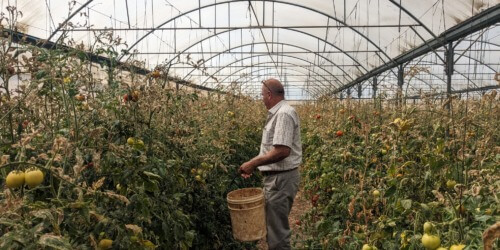 Caritas International België Palestina: Op de Westelijke Jordaanoever gaan boeren werken met gevaar voor eigen leven